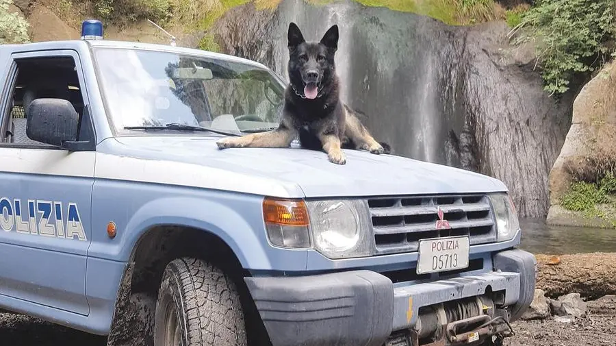 Cani poliziotto: come adottarli