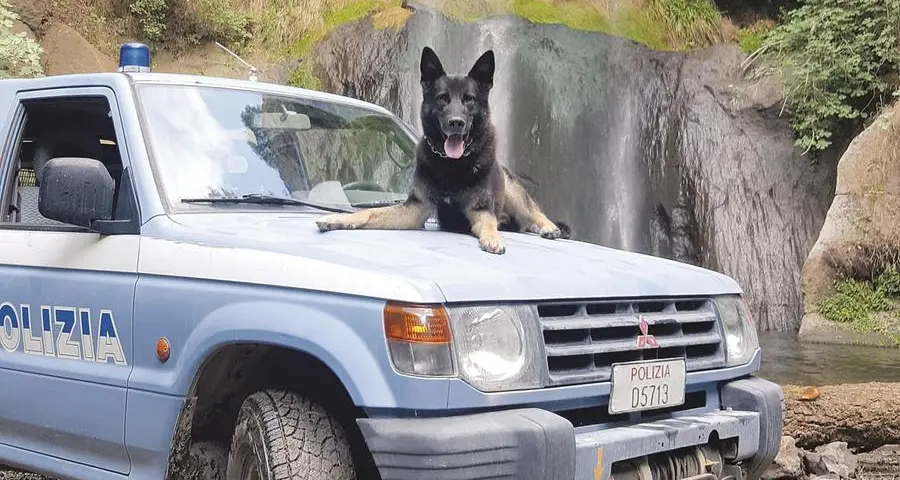 Cani poliziotto: come adottarli