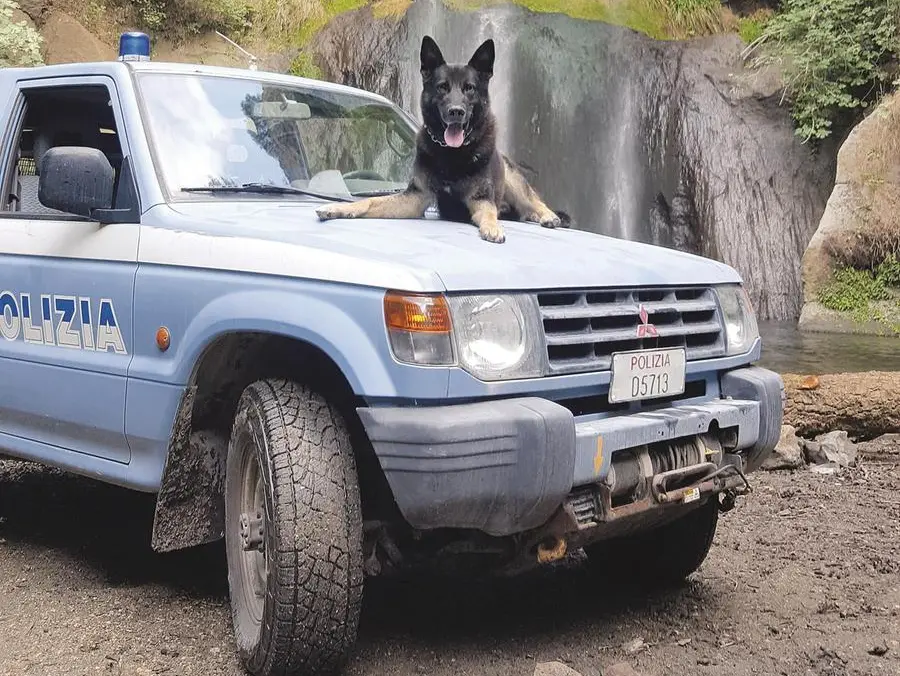 Cani poliziotto: come adottarli