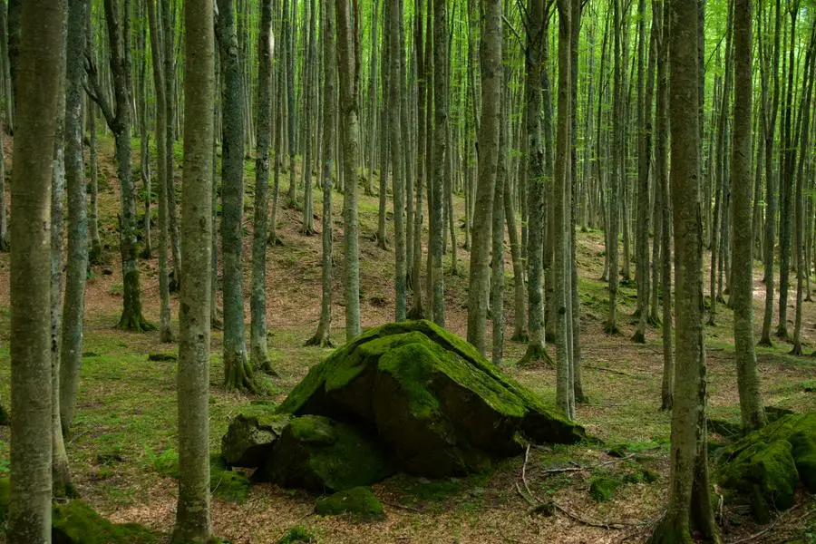 Veduta delle Foreste Casentinesi, in Toscana , Getty Images