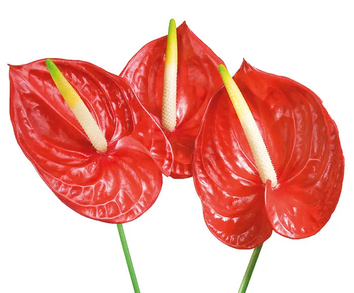L’anthurium: secondo la Nasa libera l’aria di casa dai vapori di ammoniaca