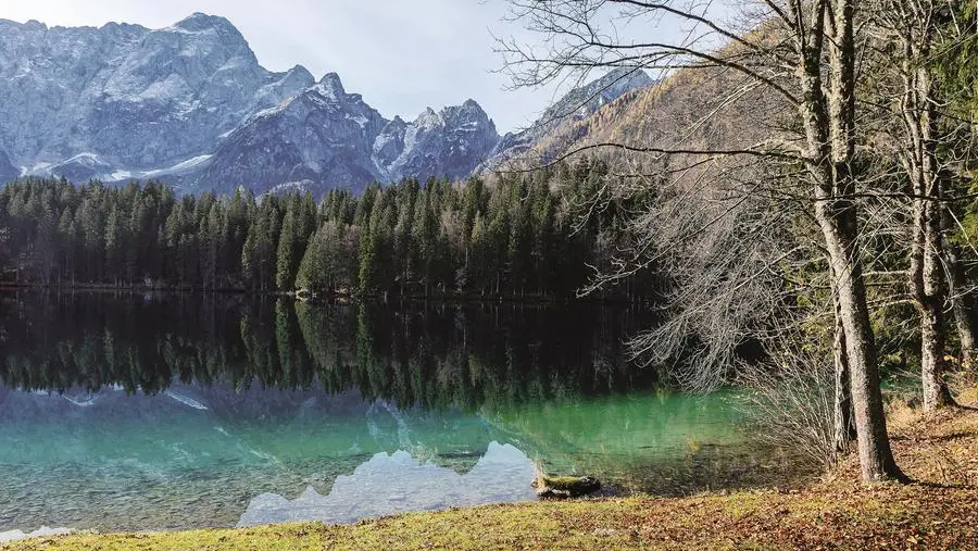 Quali tesori nascondono le piante officinali delle Alpi