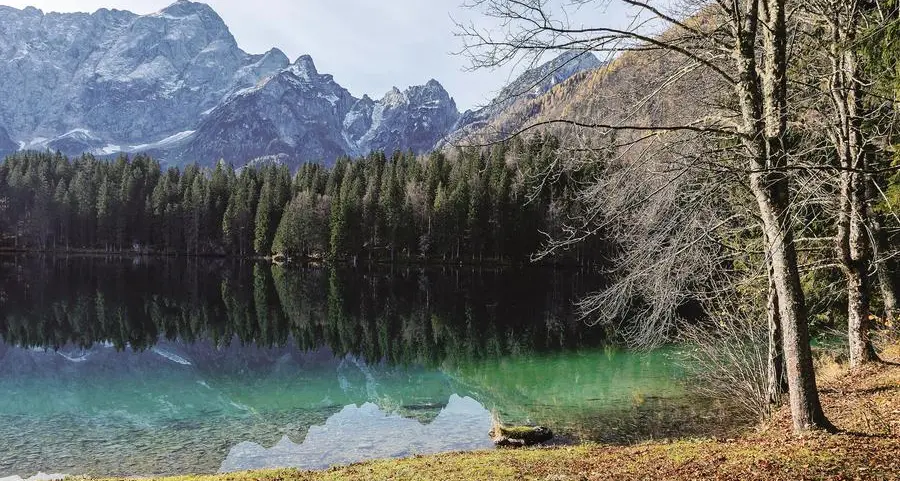 Quali tesori nascondono le piante officinali delle Alpi