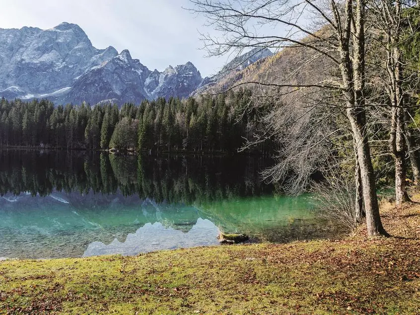 Quali tesori nascondono le piante officinali delle Alpi