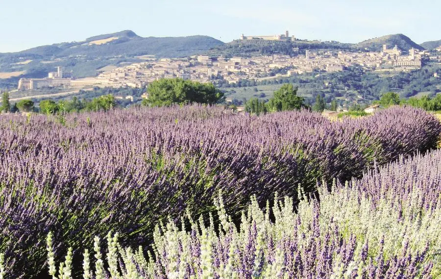 Il Lavandeto di Assisi