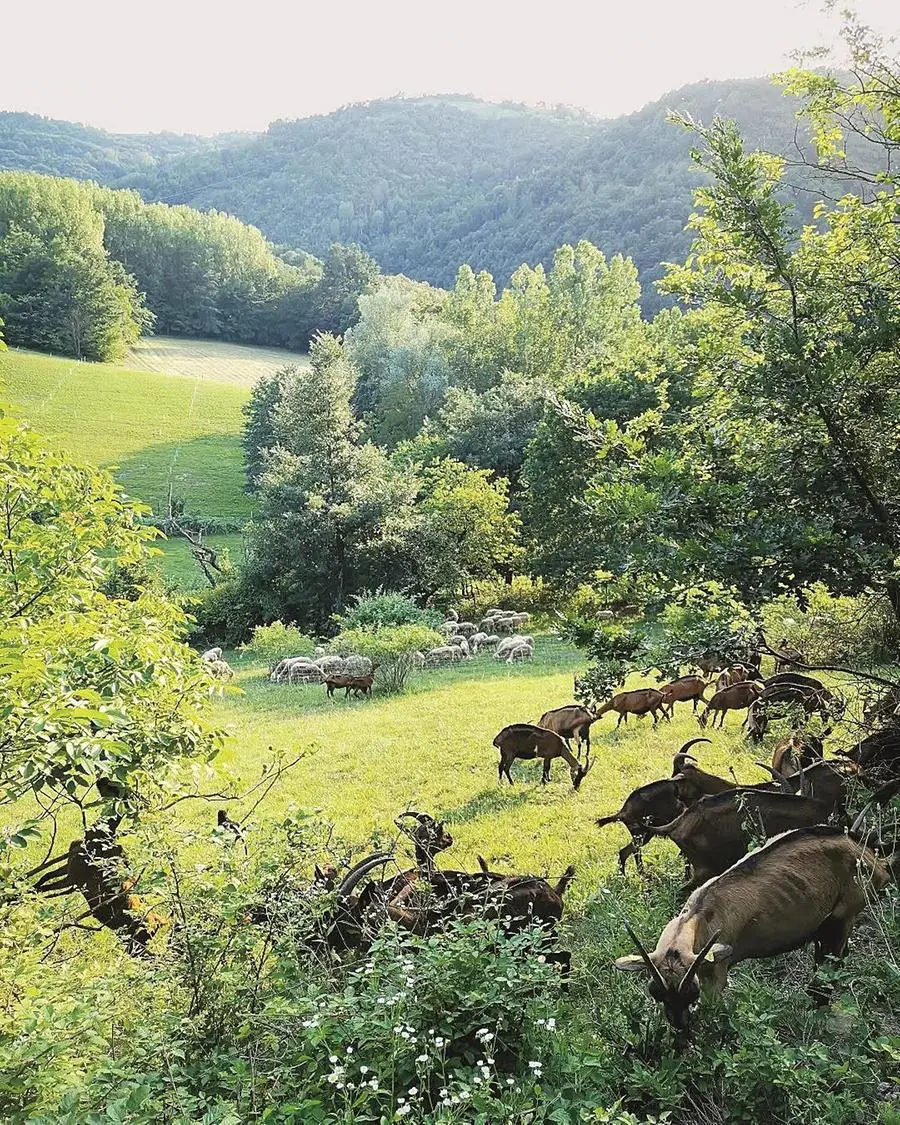 I Pascoli di Amaltea a Mombarcaro, nelle Langhe cuneesi