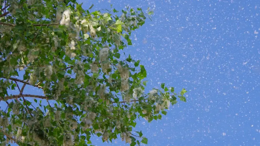 Vaccino anti-pollini: il metodo migliore per dimenticare rinite e asma