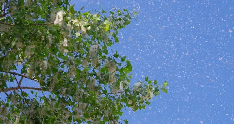 Vaccino anti-pollini: il metodo migliore per dimenticare rinite e asma