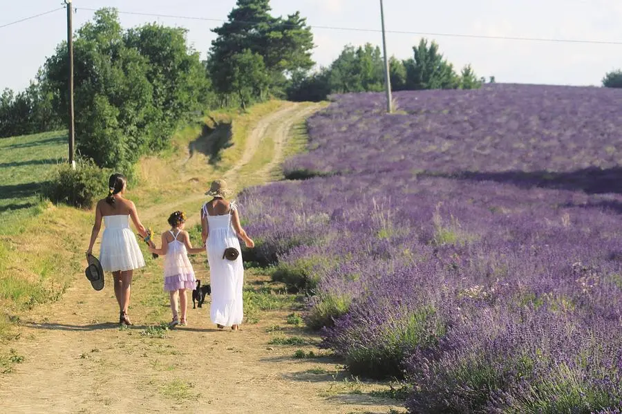 Campi di lavanda a Sale San Bernardo (Cuneo)