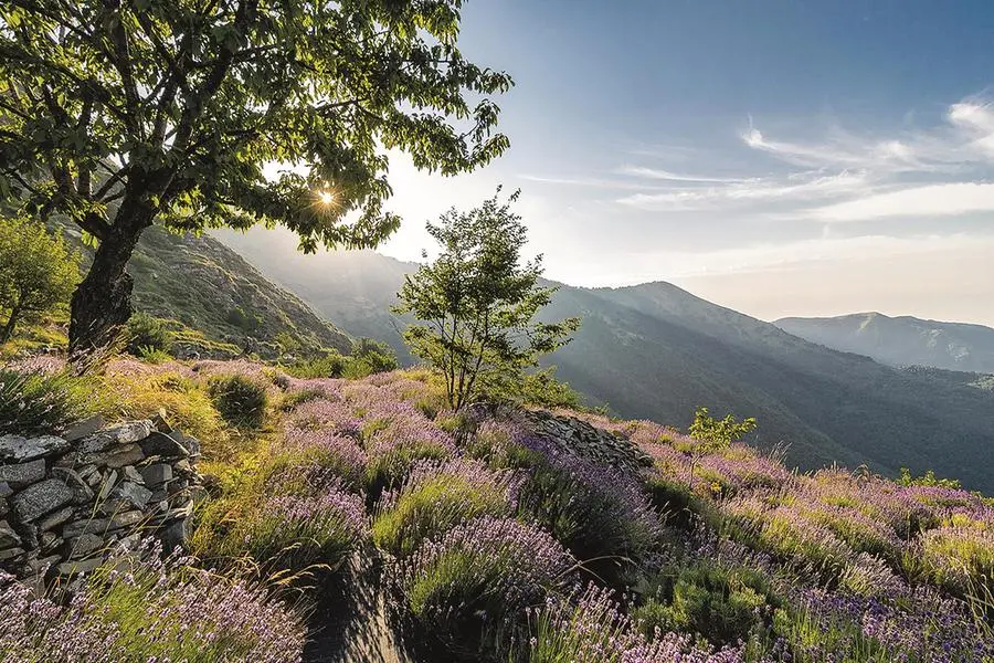 Teerazze coltivate a lavanda a Molini di Triora (Imperia)