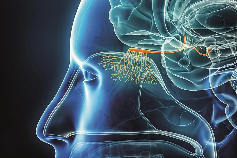 Il nostro olfatto è un senso sofisticato. All’interno del naso sono presenti recettori collegati a neuroni che trasmettono gli stimoli odorosi al cervello, come rappresentato in questa illustrazione.