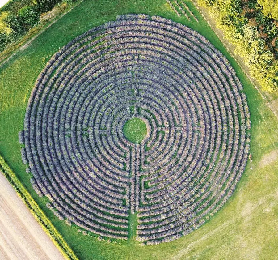 Il labirinto di lavanda a Bovolenta (Padova)