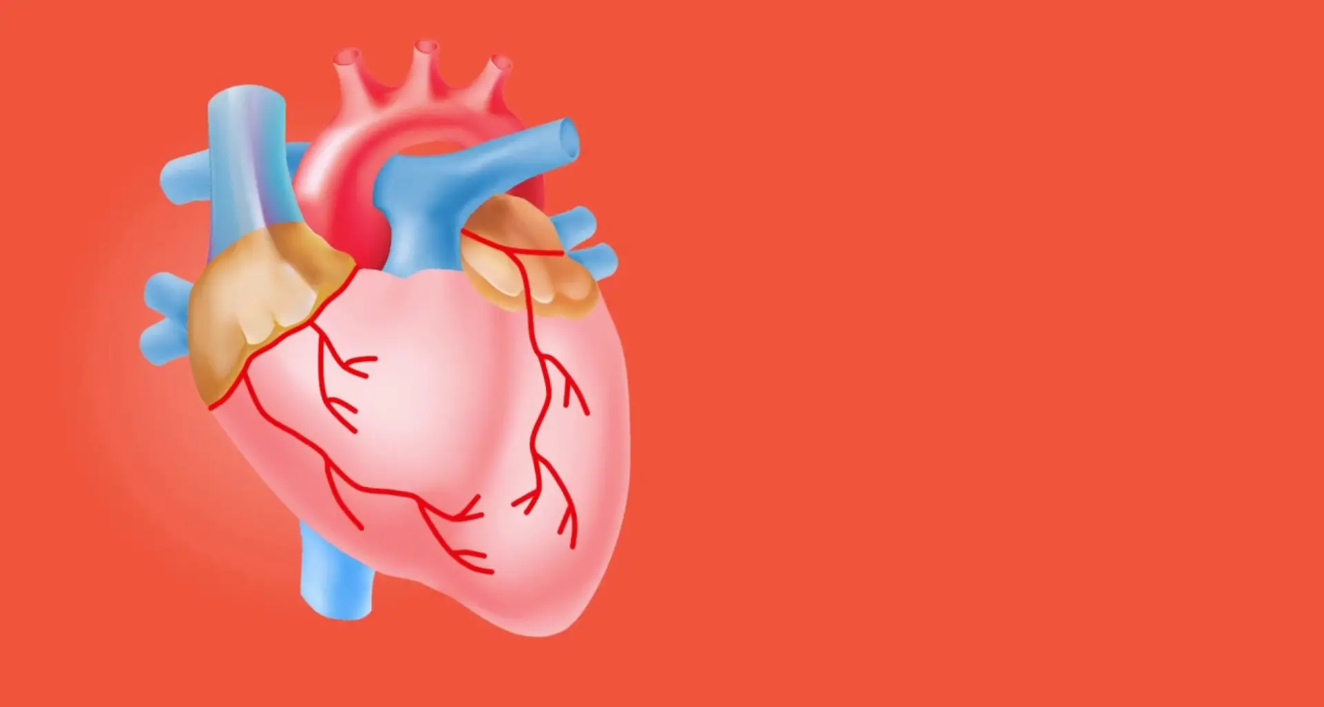Il battito del cuore frena la crescita dei tumori nel tessuto cardiaco