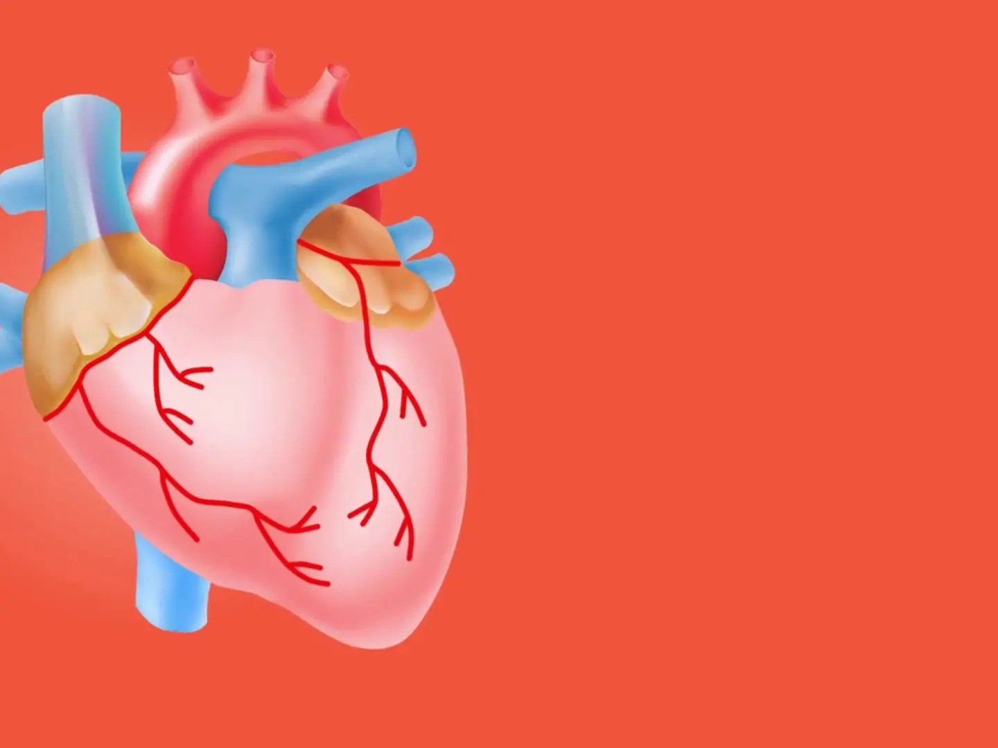 Il battito del cuore frena la crescita dei tumori nel tessuto cardiaco