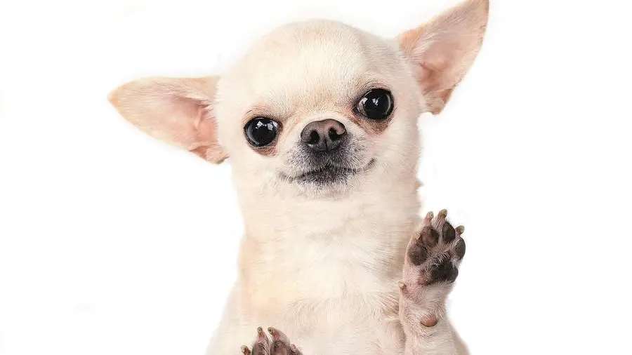 I cani mini non sono giocattoli