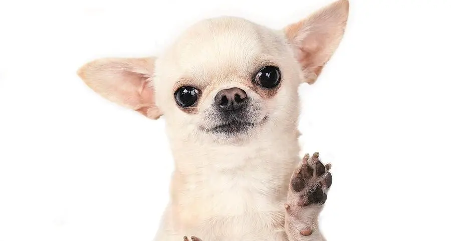 I cani mini non sono giocattoli