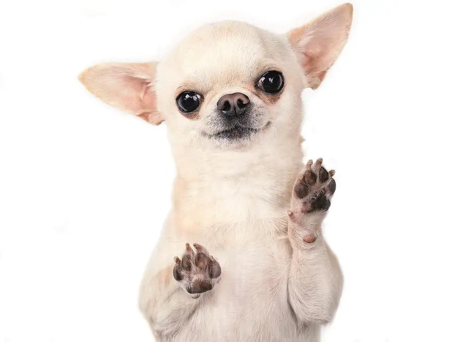 I cani mini non sono giocattoli