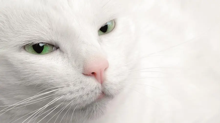 Allergia al gatto di casa? Un’iniezione al mese per convivere con il micio