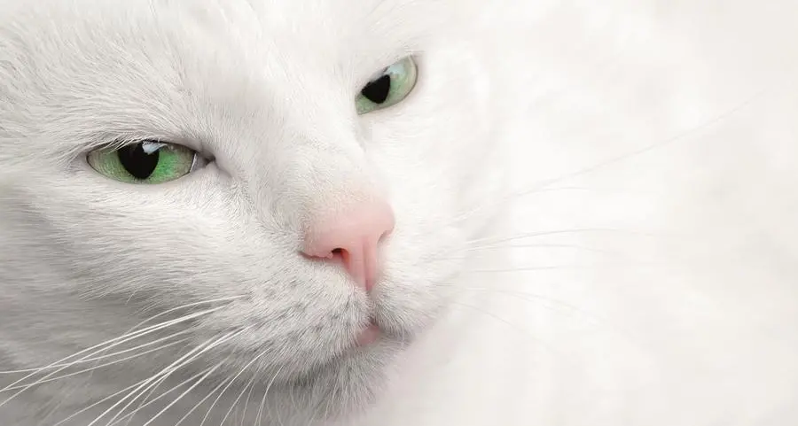 Allergia al gatto di casa? Un’iniezione al mese per convivere con il micio