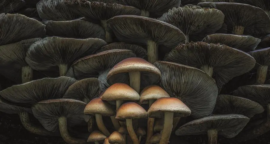 Come scoprire se si ha un’intolleranza ai funghi