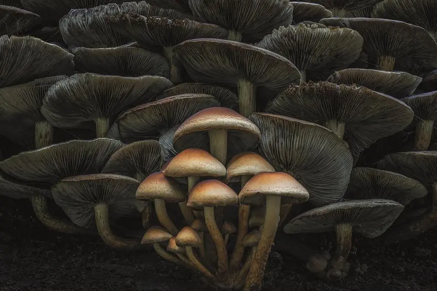 I funghi possono diventare opere d\\u2019arte, come testimonia Army of\\u202Fme, foto d\\u2019autore realizzata da George Pavicevic: si pu\\u00F2 ammirare nella sezione Nature&Landscape al Siena Awards Photo Festival 2025, rassegna internazionale nella citt\\u00E0 toscana fino al 23 novembre.