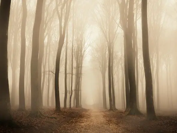 Come superare la nebbia mentale in menopausa