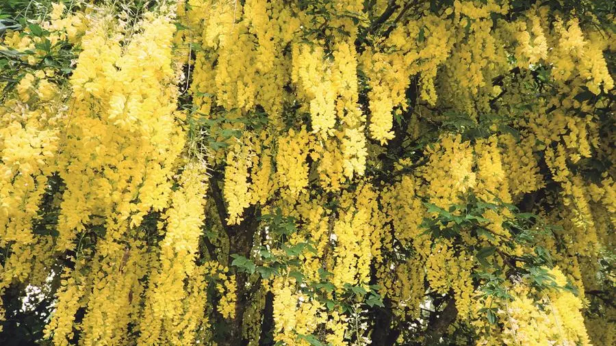 Un fiore aiuta a smettere di fumare