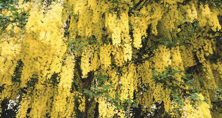 Un fiore aiuta a smettere di fumare