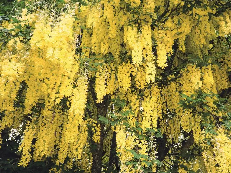 Un fiore aiuta a smettere di fumare
