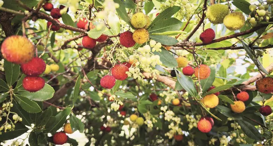 Piante dimenticate: recuperare in cucina corbezzoli e cavolicelli
