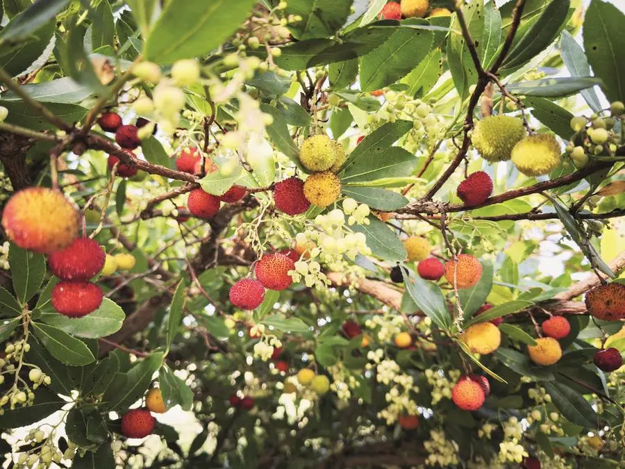 Piante dimenticate: recuperare in cucina corbezzoli e cavolicelli