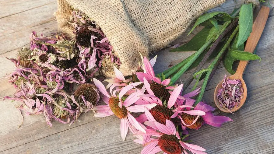 Gli studi sull’echinacea, la pianta che potrebbe prevenire il raffreddore