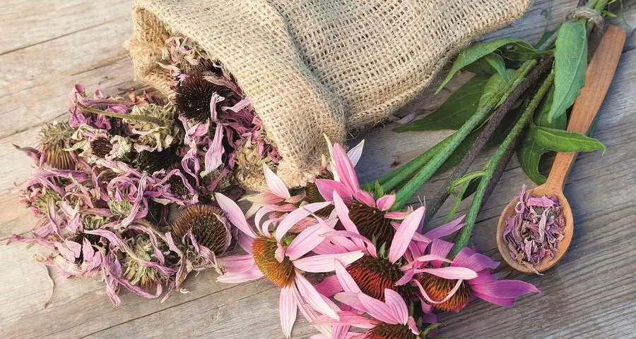 Gli studi sull’echinacea, la pianta che potrebbe prevenire il raffreddore