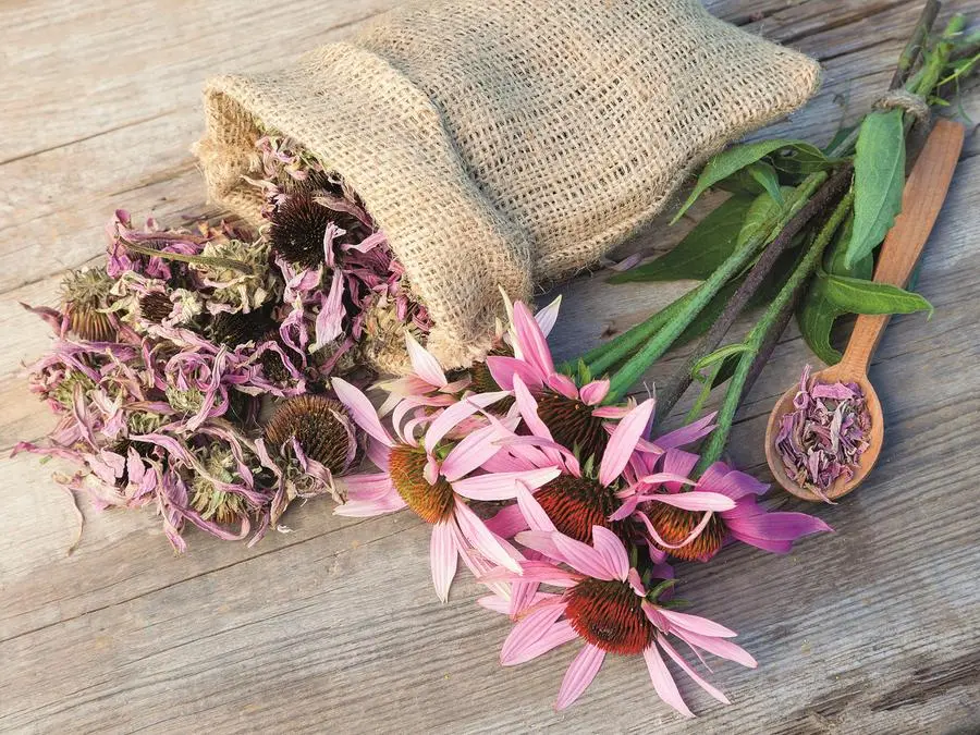Gli studi sull’echinacea, la pianta che potrebbe prevenire il raffreddore