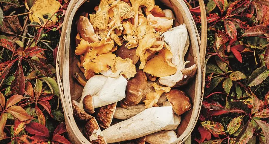 Raccolta funghi: le precauzioni del ministero della Salute