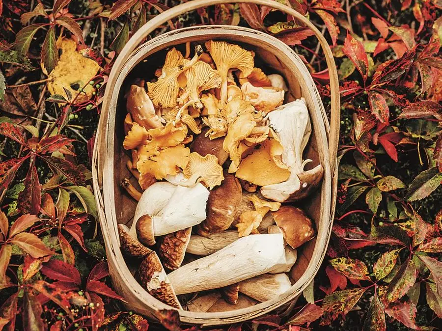 Raccolta funghi: le precauzioni del ministero della Salute