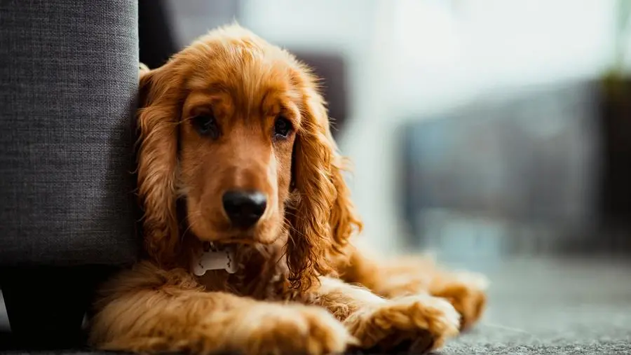 Pet therapy: perché alcuni cani sono più adatti? Dipende dal Dna