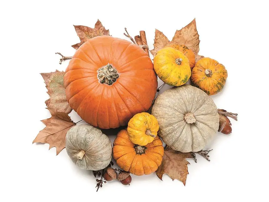 La zucca e le sue proprietà antiossidanti