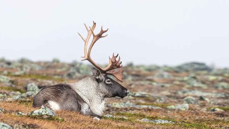 Renne ambientaliste: proteggono l’ecosistema artico
