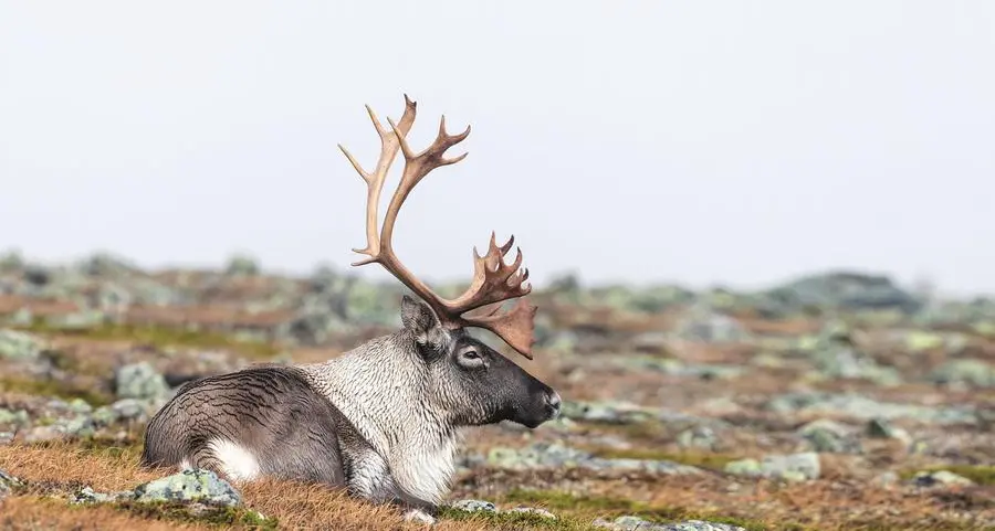 Renne ambientaliste: proteggono l’ecosistema artico