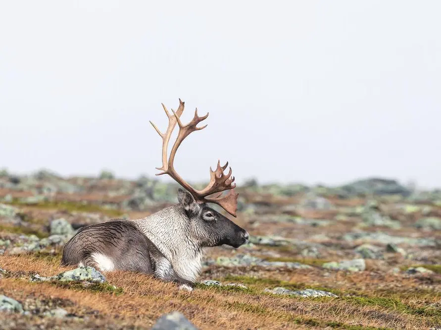 Renne ambientaliste: proteggono l’ecosistema artico