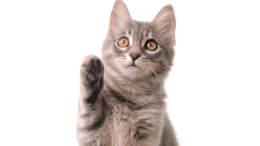Il test d’intelligenza per gatti e cani che spopola sui social network