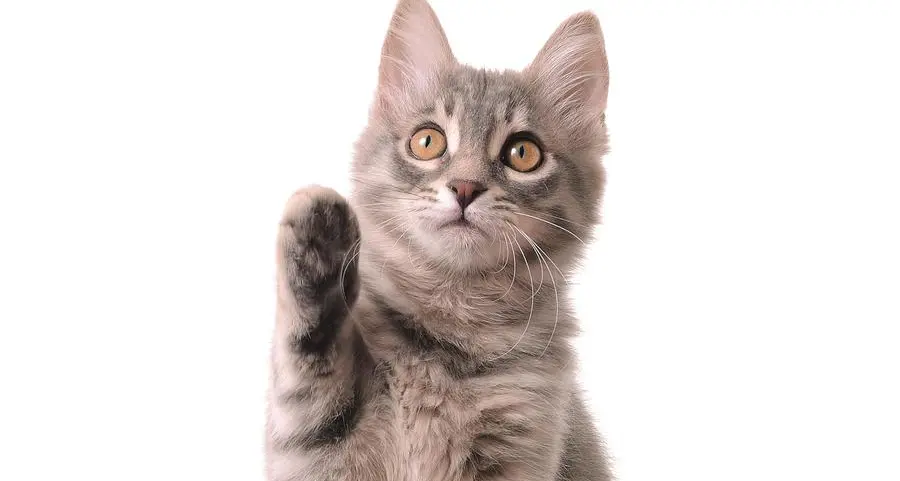 Il test d’intelligenza per gatti e cani che spopola sui social network