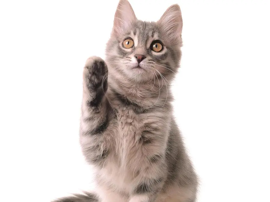 Il test d’intelligenza per gatti e cani che spopola sui social network