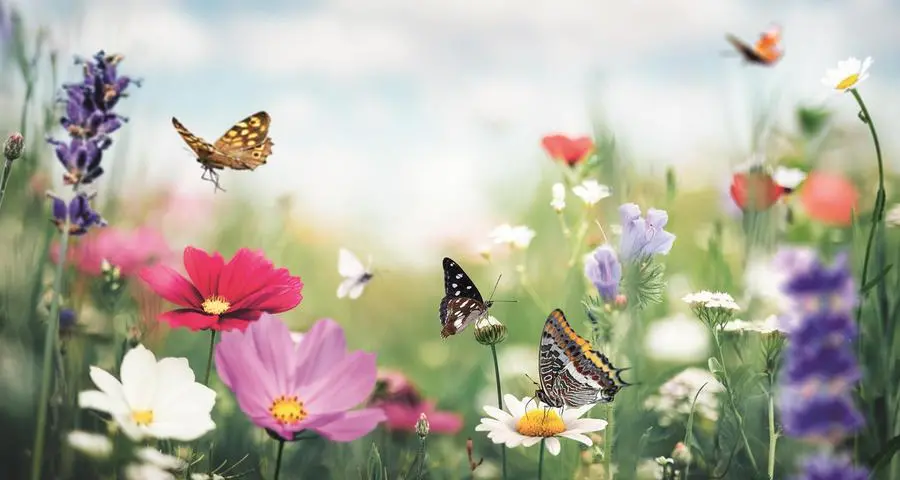 Sei farfalla o lucciola? Scopri il tuo stile di amicizia