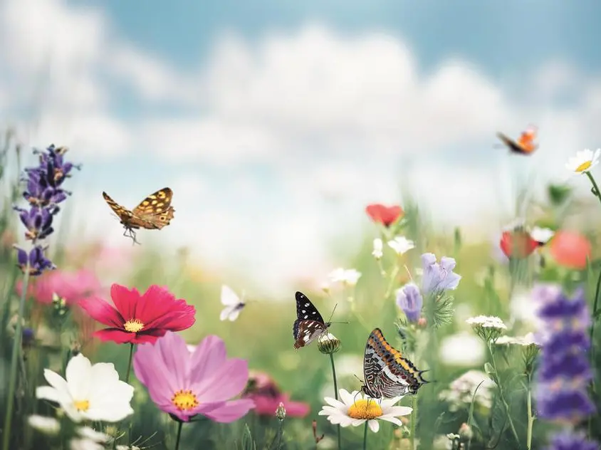 Sei farfalla o lucciola? Scopri il tuo stile di amicizia