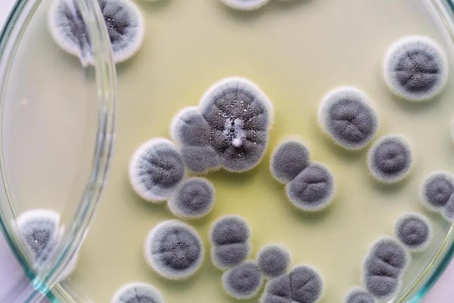 <p>La muffa <em>Penicillium</em> produce una sostanza ad azione battericida cui fu dato il nome di penicillina, il primo antibiotico usato in campo medico</p>\\n