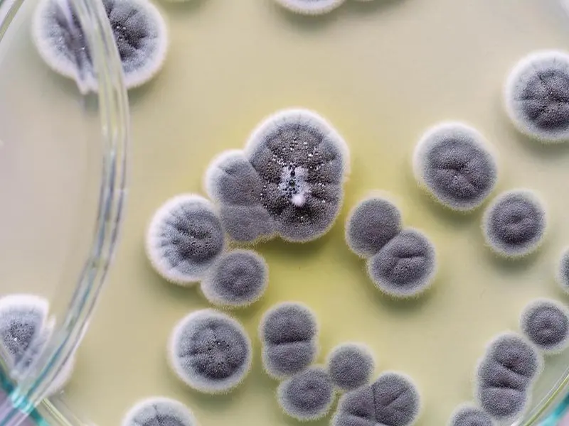 Penicillina, la scoperta (casuale) di Fleming che ha cambiato la storia