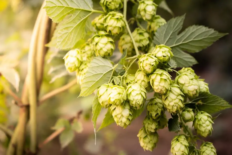I coni di luppolo, che conferiscono alla birra il caratteristico sapore amarognolo, hanno propriet\\u00E0 soporifere. , Getty Images/iStockphoto
