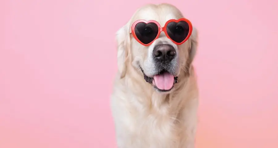 I cani sono i migliori amici del cuore